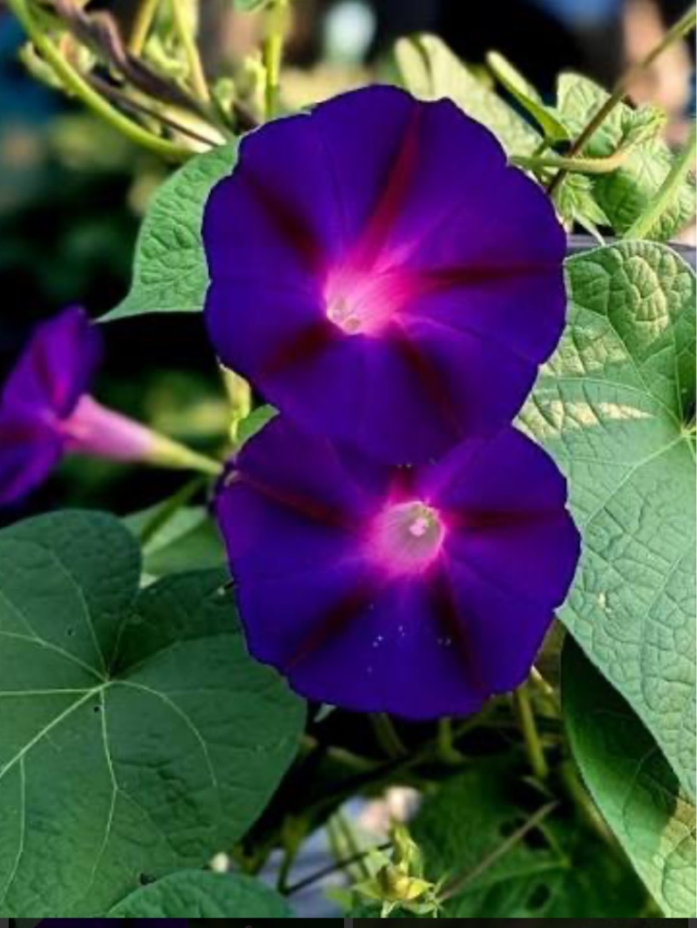 Orchid Aura Shipping & Bundle Discount Policy